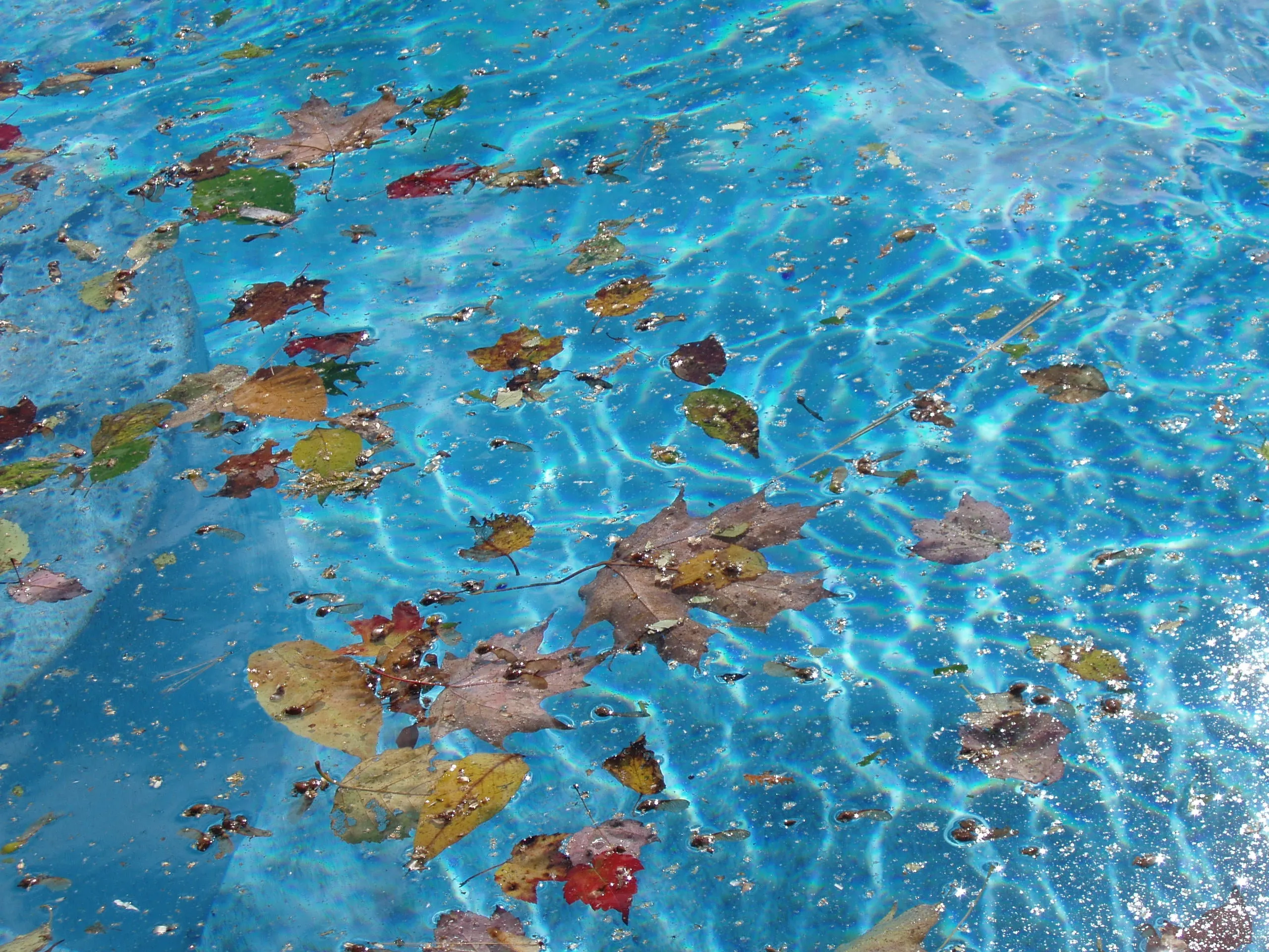 Swimming Pool Closings